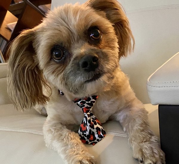 Photo of Jack, our dog, wearing a leopard print tie