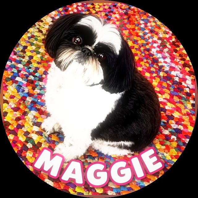 Maggie the Shih Tzu
